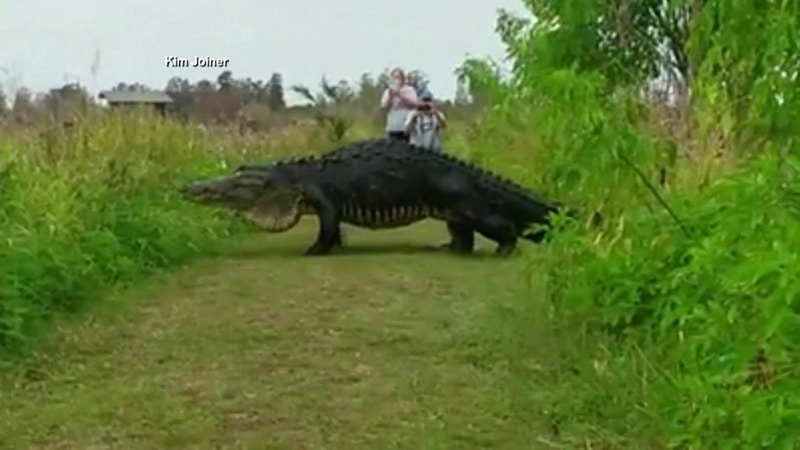 Jacaré gigante filmado na Flórida Créditos da Imagem: BBC